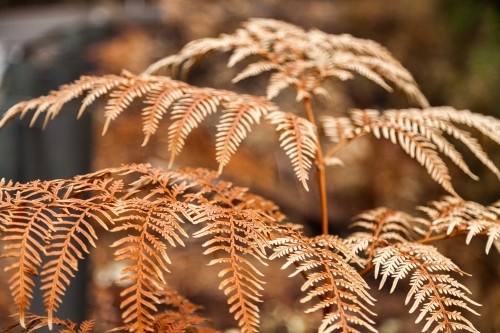 Brown and charred fern frond leaf after bushfire - Australian Stock Image