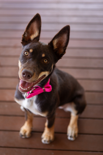 Brown and tan kelpie pup sitting and looking up - Australian Stock Image