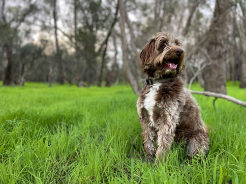 Brown and white Border collie cross poodle dog sitting in grassy field surrounded by trees - Australian Stock Image
