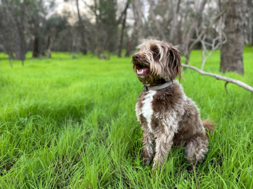 Brown and white Border collie cross poodle dog sitting in grassy field surrounded by trees - Australian Stock Image
