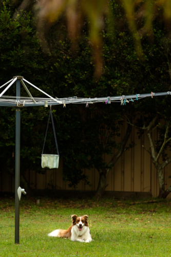Brown and white border collie under a hills hoist - Australian Stock Image