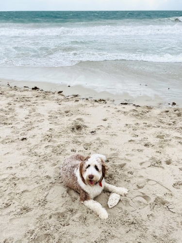 Brown and white Bordoodle dog lying on sand at beach with rough sea in background - Australian Stock Image