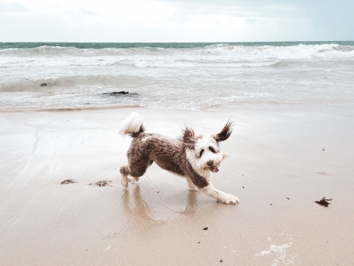 Brown and white Bordoodle dog playfully running on empty beach - Australian Stock Image