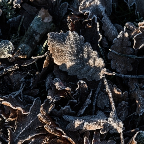 Brown autumn leaves covered in frost - Australian Stock Image