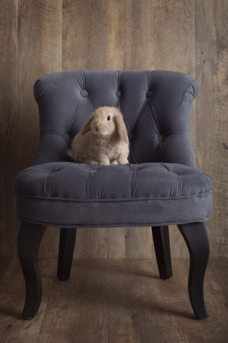 Brown Baby Rabbit Sitting on a Grey Chair - Australian Stock Image