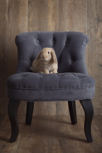 Brown Baby Rabbit Sitting on a Grey Chair