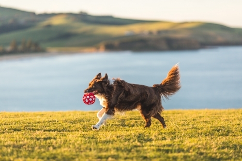 Brown border collie running with ball - Australian Stock Image