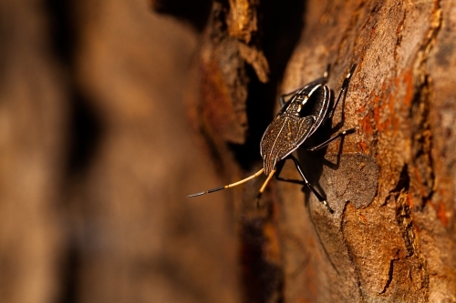 Brown bug on tree trunk - Australian Stock Image