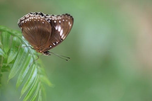 brown butterfly with wings closed sitting on a green fern - Australian Stock Image