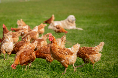 Brown chickens roaming in grass paddock - Australian Stock Image