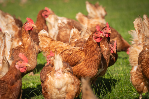 Brown chickens roaming in grass paddock - Australian Stock Image