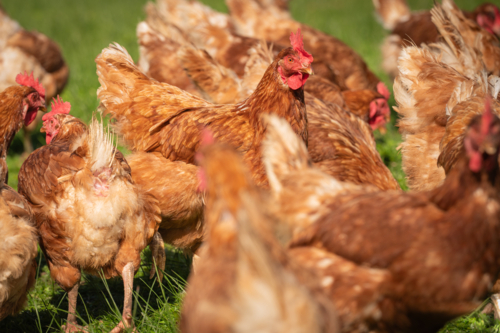 Brown chickens roaming in grass paddock - Australian Stock Image