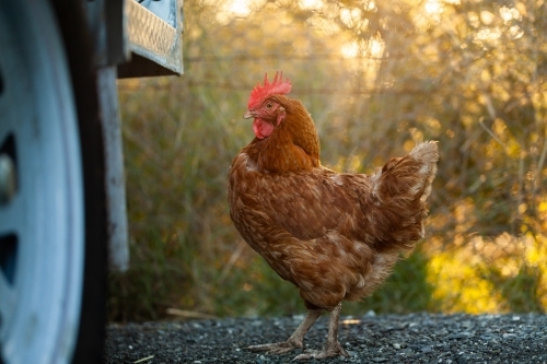 Brown chook outside on country property near farm vehicle - Australian Stock Image