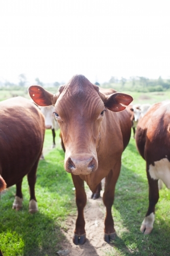 Brown cows in a paddock - Australian Stock Image