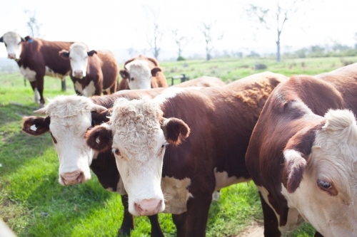 Brown cows in a paddock - Australian Stock Image