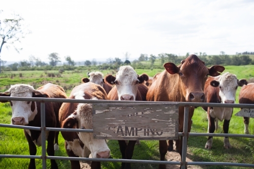 Brown cows standing at a fence - Australian Stock Image