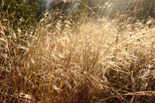 Brown dew covered grass sparkling in the morning - Australian Stock Image
