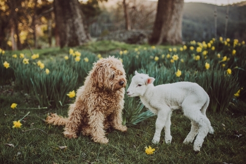 Brown dog beside lamb near daffodils