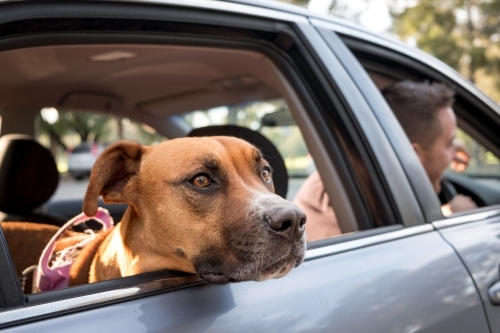 Brown Dog looking out Car Window - Australian Stock Image