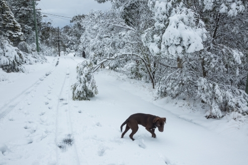 Brown dog on snow-covered road with trees and electricity poles