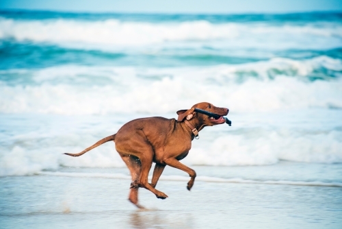 Brown dog running on the beach with a stick - Australian Stock Image