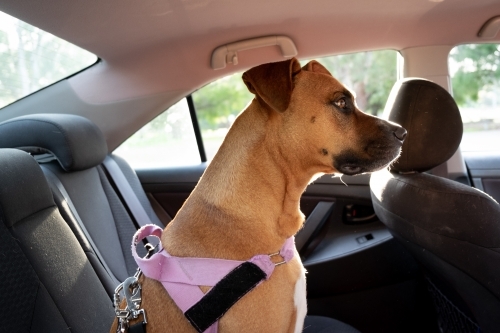 Brown Dog sitting in Car - Australian Stock Image