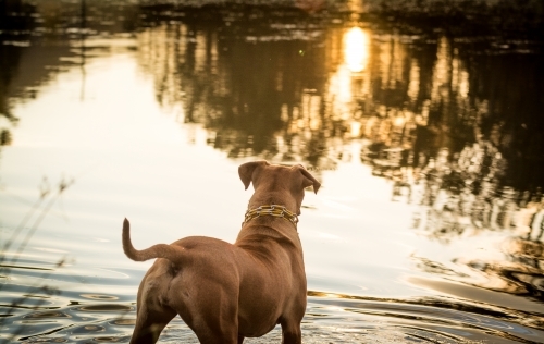 Brown dog starring into reflection in water at sunset