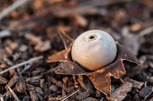 Brown Earth-star fungi - Australian Stock Image
