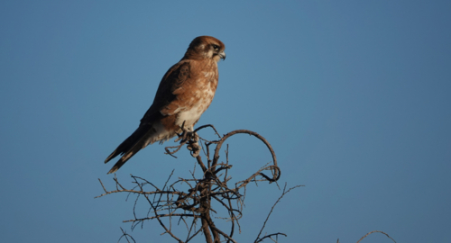 Brown Falcon perched in a tree looking for a meal to pass by - Australian Stock Image