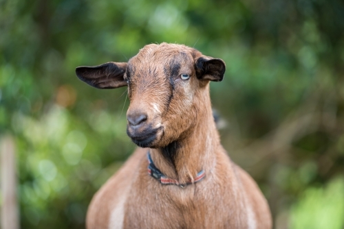 Brown goat on lush green blurred out background