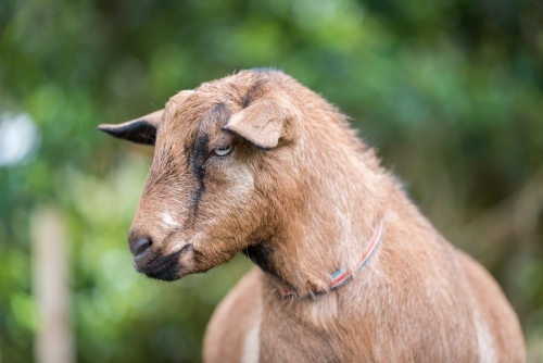 Brown goat on lush green blurred out background - Australian Stock Image