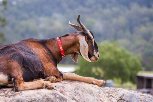 Brown goat resting on a rock on a farm with bush land in background - Australian Stock Image