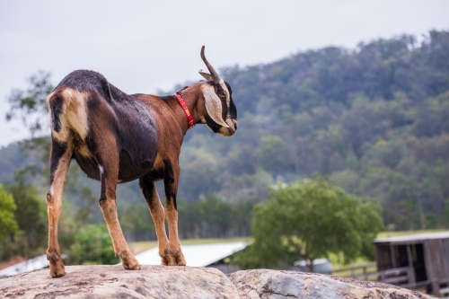 Brown goat standing on rock on farm land with trees and mountain in background