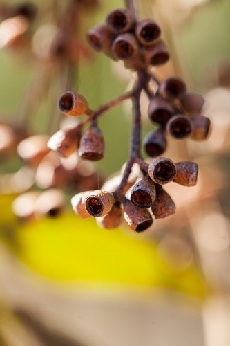 Brown gum nuts close up - Australian Stock Image