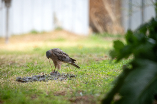 Brown hawk feeding on prey in a grassy yard, feathers scattered on the ground. - Australian Stock Image
