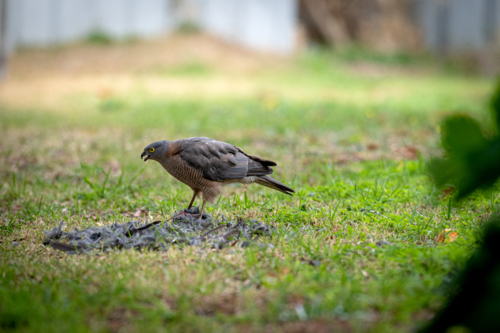 Brown hawk gripping prey in its talons, standing over scattered feathers in green grass - Australian Stock Image