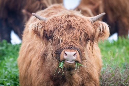 Brown highland cow chewing on grass - Australian Stock Image