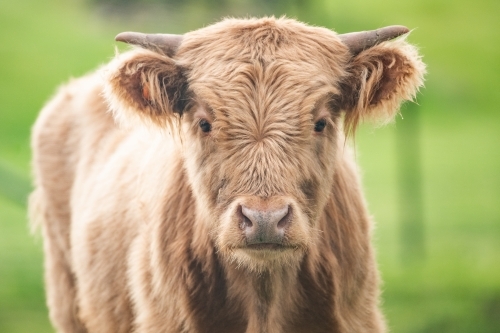 Brown highland cow in green paddock - Australian Stock Image