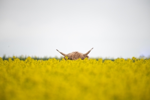 Brown highland cow's horns sticking out from behind yellow flowers - Australian Stock Image