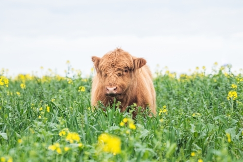 Brown highland cow standing in pasture with yellow flowers - Australian Stock Image