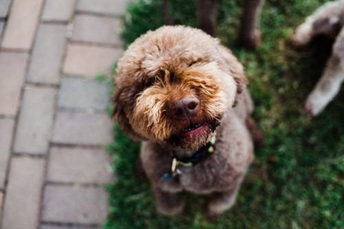 Brown Italian water dog stands on back legs looking up. - Australian Stock Image