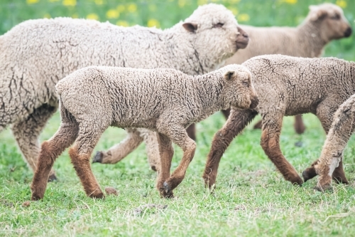 Brown lamb walking amongst flock of sheep