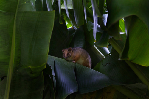 Brown possum hiding in banana trees - Australian Stock Image