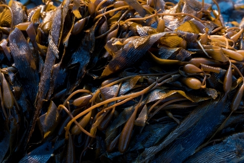 Brown Seaweed washed up on beach - Australian Stock Image