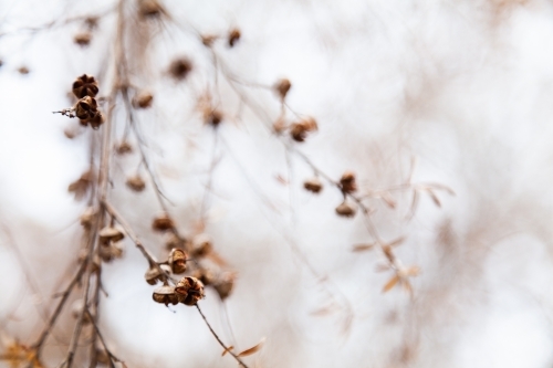 Brown seed pods open up after bushfire - Australian Stock Image