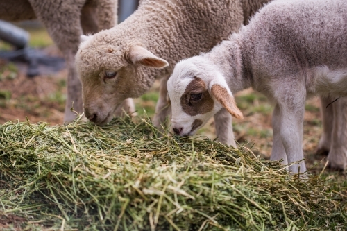 Brown sheep and white lamb eating green hay in field on farm in afternoon - Australian Stock Image