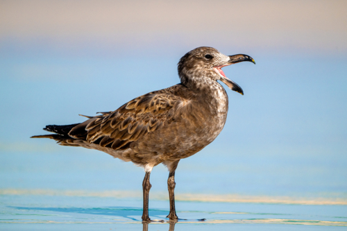 Brown skua calling while standing at the water’s edge in soft morning light. - Australian Stock Image