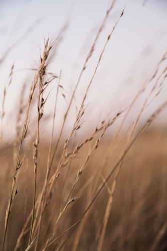 Brown stalks of grass with seeds, cattle feed on farm - Australian Stock Image