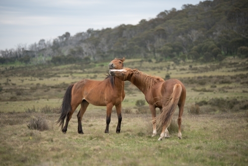 Brumbies in Kosciuszko Alpine Plains - Australian Stock Image