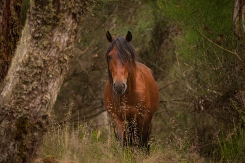 Brumby horse among trees front on
